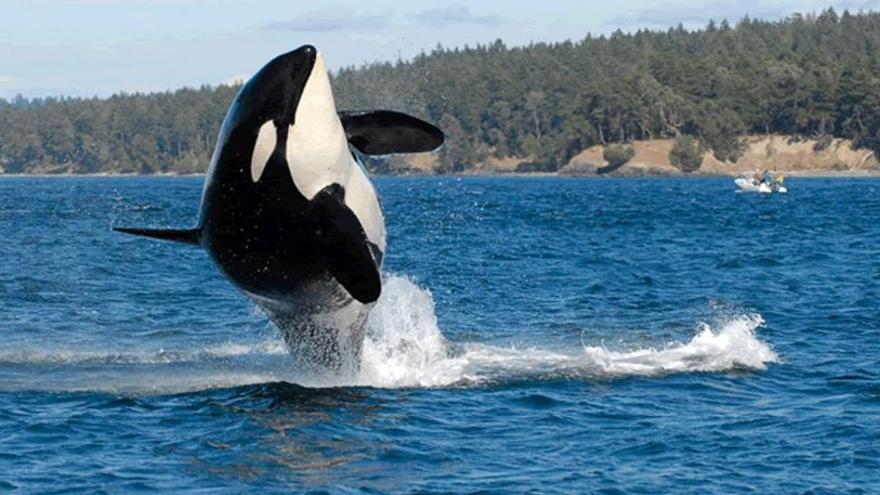 Islas Feroe y orcas en acción