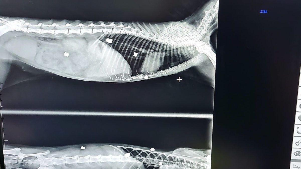 Radiografía de uno de los gatos con restos de perdigones.