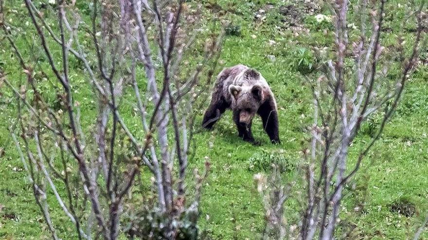 Un oso fotografiado en San Isidro, muy cerca de la carretera del puerto, en la vertiente allerana.