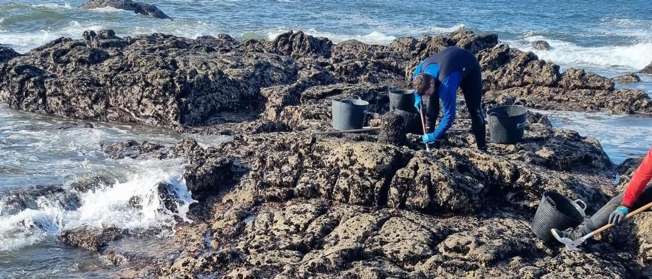 Recolección de mejilla en las rocas del litoral de A Guarda, esta mañana.