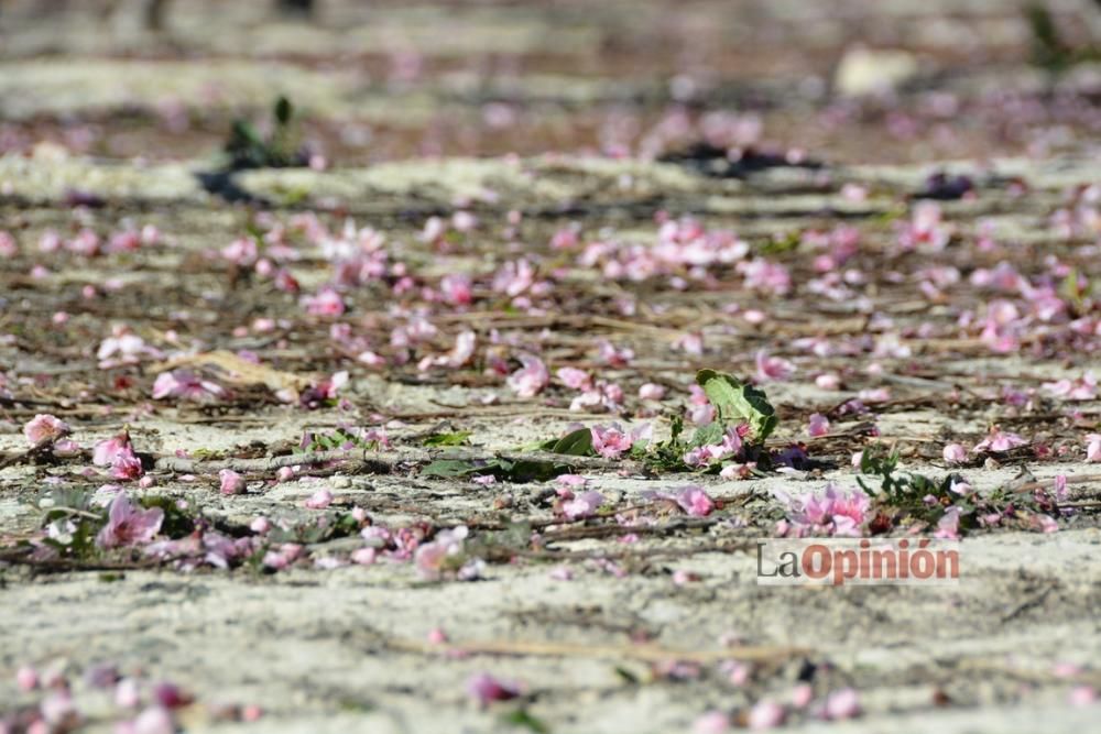 Comienza la Floración de Cieza