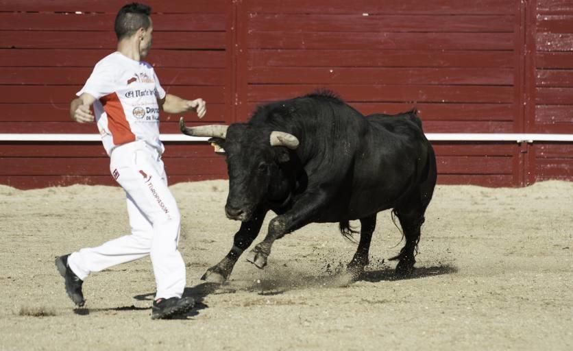 Concurso de cortes en la Plaza de Toros de Benaven