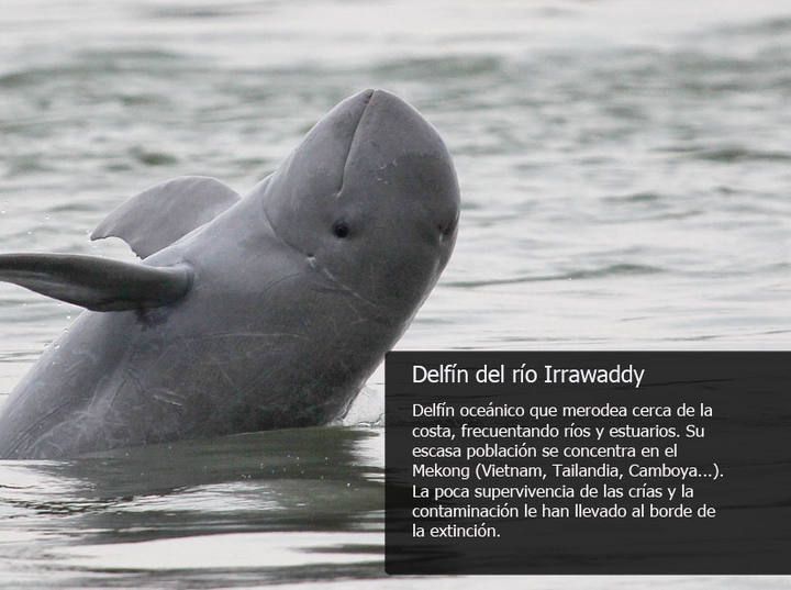 delfin_irrawaddy.jpg