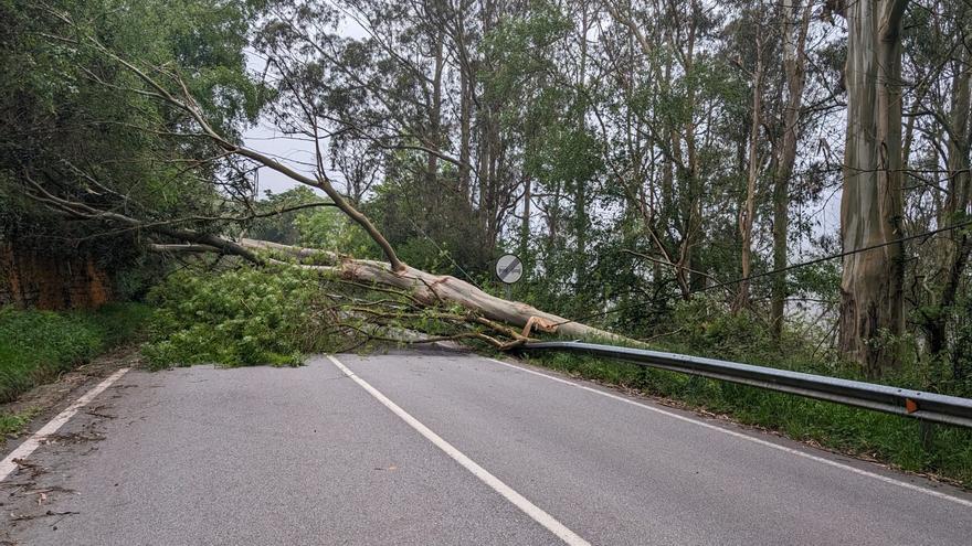 Un gran eucalipto se desploma a primera hora de la mañana y corta la nacional 634a en Salas