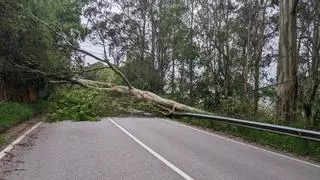 Un gran eucalipto se desploma a primera hora de la mañana y corta la Nacional 634 en Salas