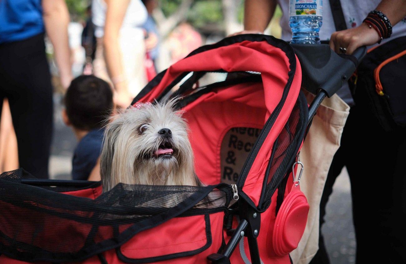 Día de los Animales en Santa Cruz