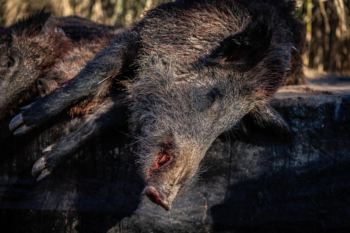 Un porc senglar mort, en una imatge d'arxiu