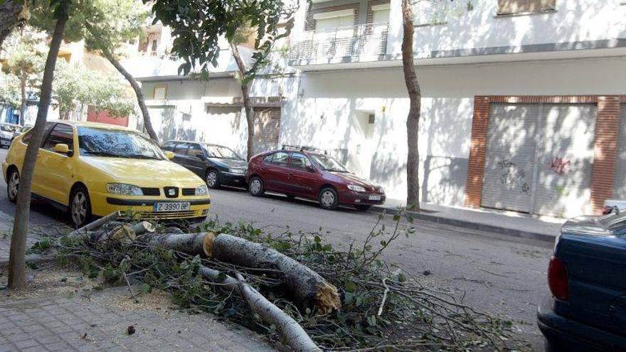 Un árbol derribado por el viento aplasta 2 coches en Las Fuentes