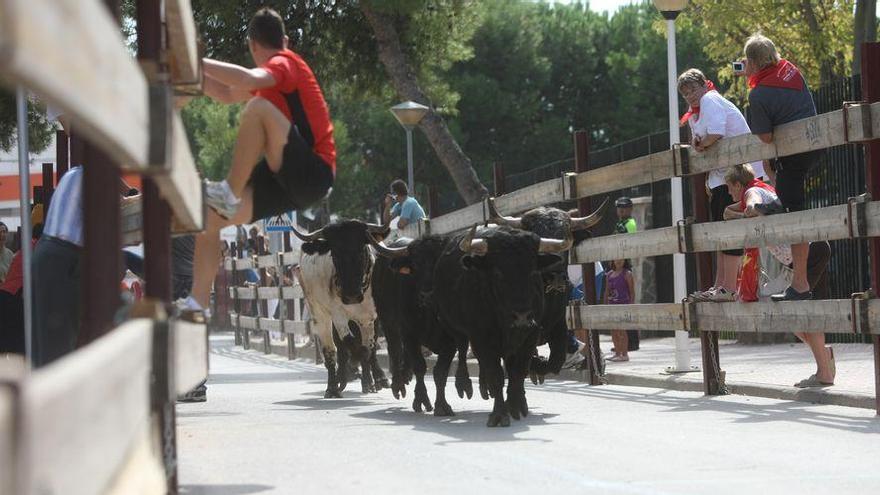 Orpesa recupera los encierros matinales en fiestas de octubre