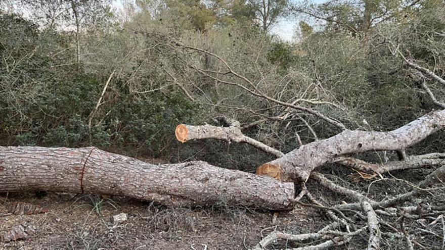 Pinos talados en Cala Blava