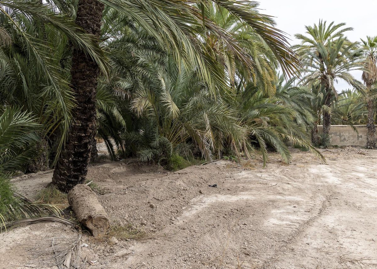 Huerto de Sempere en Elche, en el punto exacto donde se erigía la Pipa de la que ya no queda ni rastro