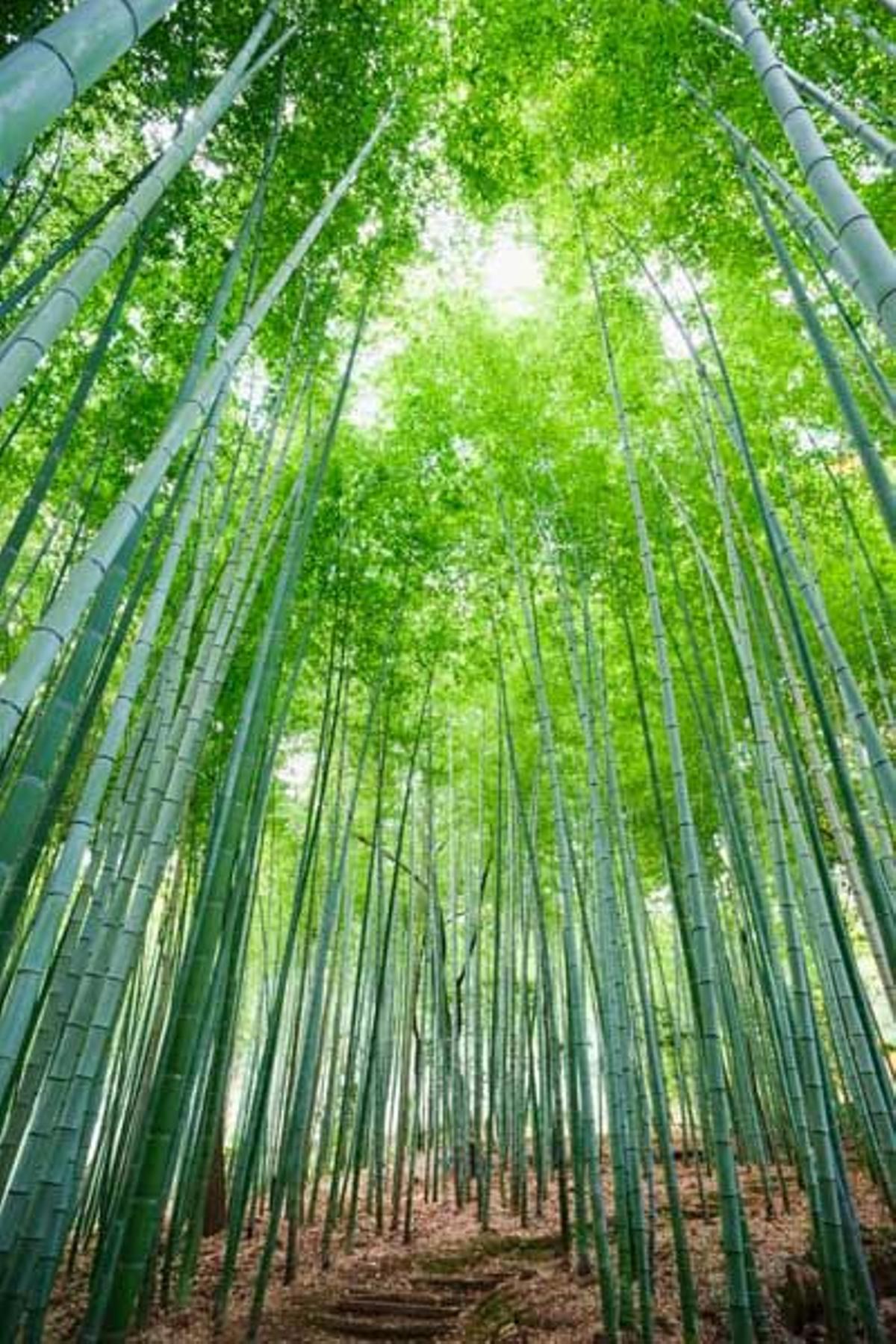 Jardín de bambú en el templo Adashino Nembutsu-ji en Kioto.