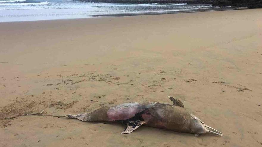Aparece un Delfín común muerto en la playa de Rodiles