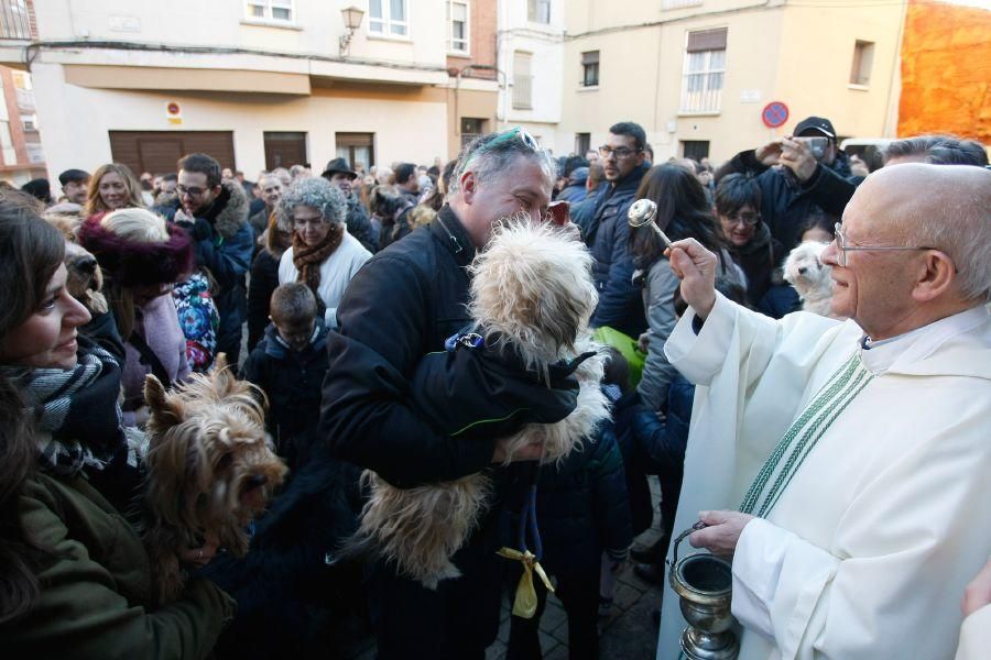 Los perros gobiernan por san Antón en Zamora