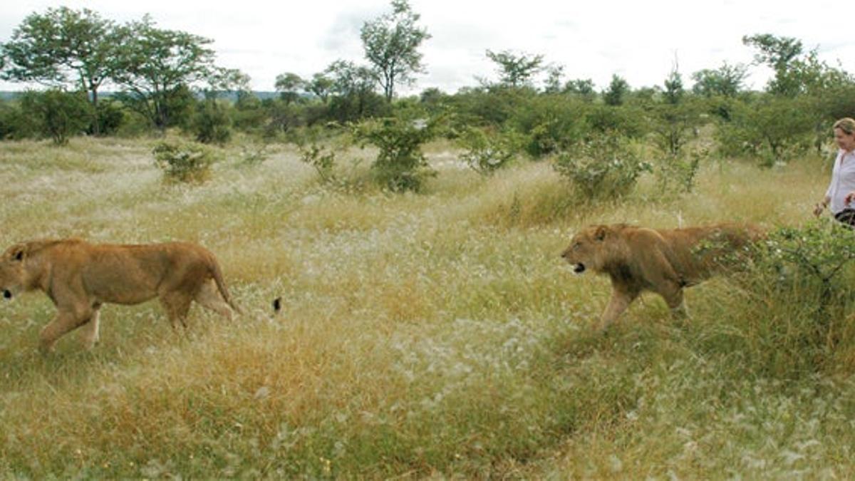 De paseo con leones junto a las Cataratas Victoria