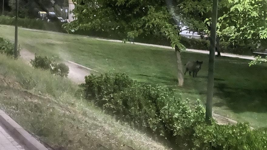 Abatidos con flechas varios jabalíes mientras prosigue la alerta vecinal