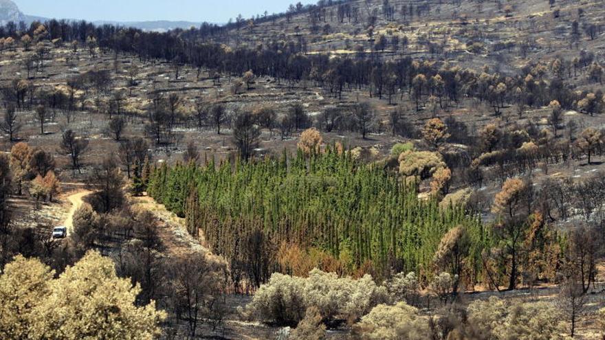 Ejemplares de cipreses mediterráneos.