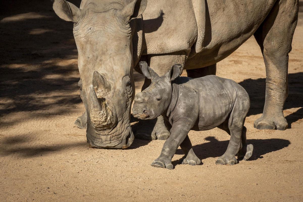 El bebé rinoceronte comienza a reconocer la zona exterior y BIOPARC Valencia invita a elegir su nombre