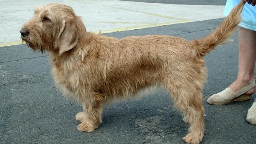 Basset leonado de Bretaña: una de las razas de perros &quot;mini&quot; que no crecen mucho