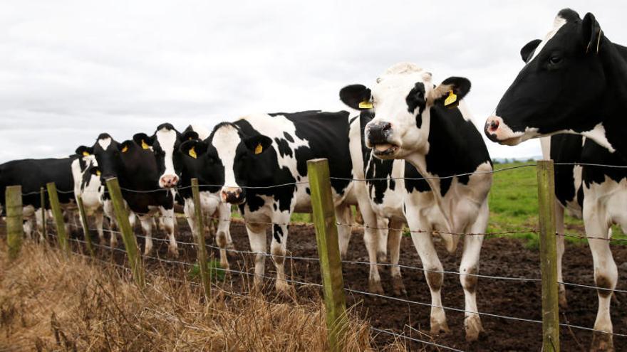 Una granja de vacas en Escocia.