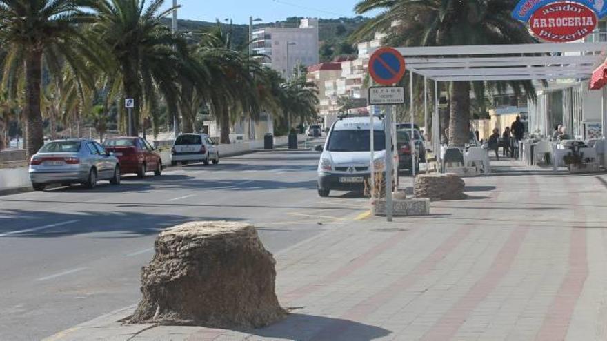 Talan cuatro palmeras afectadas por el picudo rojo en el paseo de Orpesa