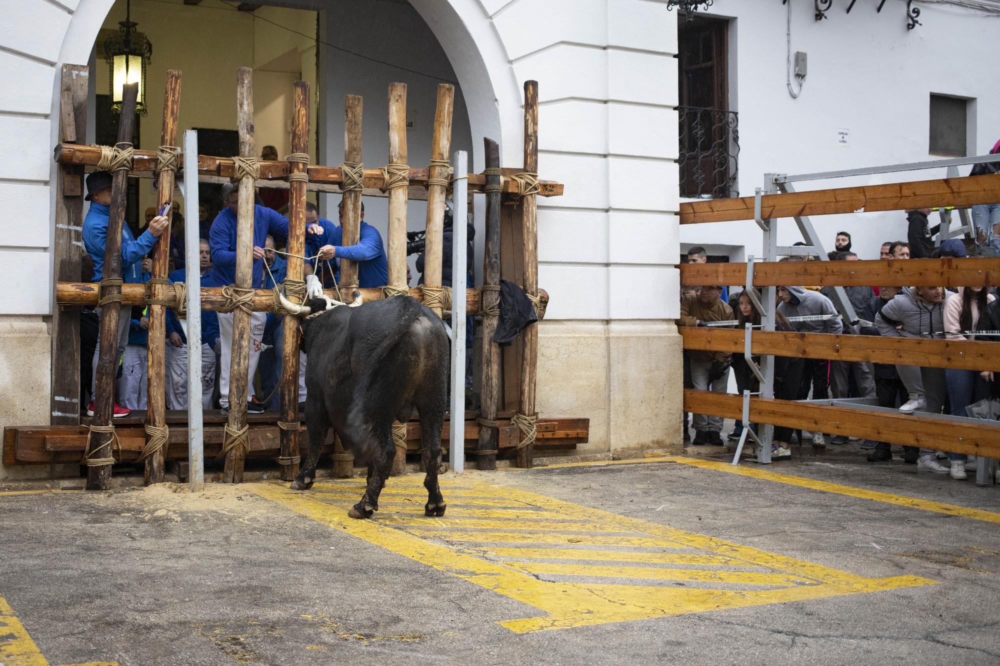 El "Bou en corda" vuelve al Pont Vell de Ontinyent