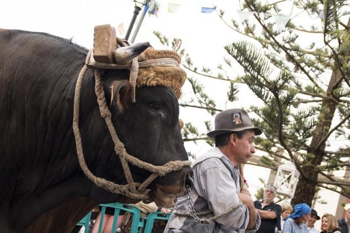 Romeria de MOYA. Romeria de MOYA.