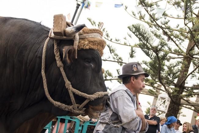 Romeria de MOYA.