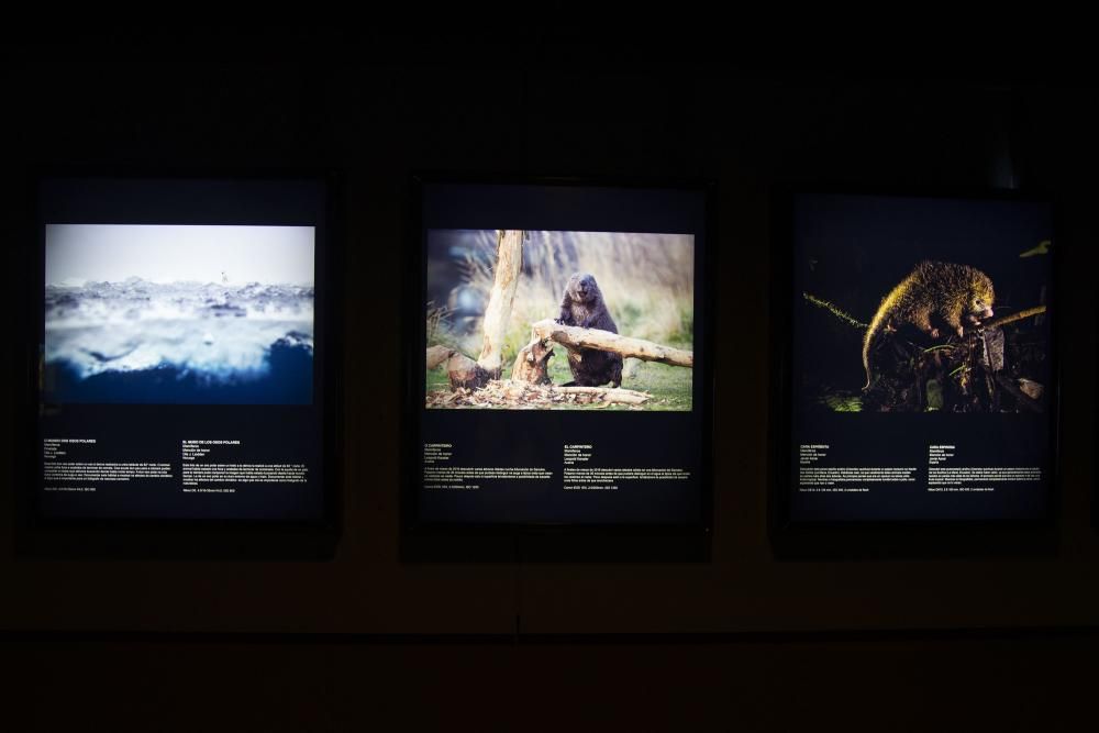 La exposición Fotógrafos da Natureza 2019, que reúne las imágenes premiadas en el concurso European Wildlife Photographer of the Year, invita a reflexionar sobre los problemas ambientales.