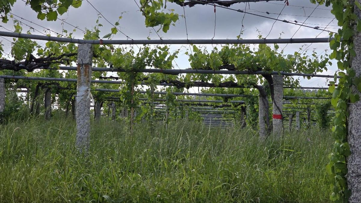 La vegetación adventicia es ahora el mayor problema.