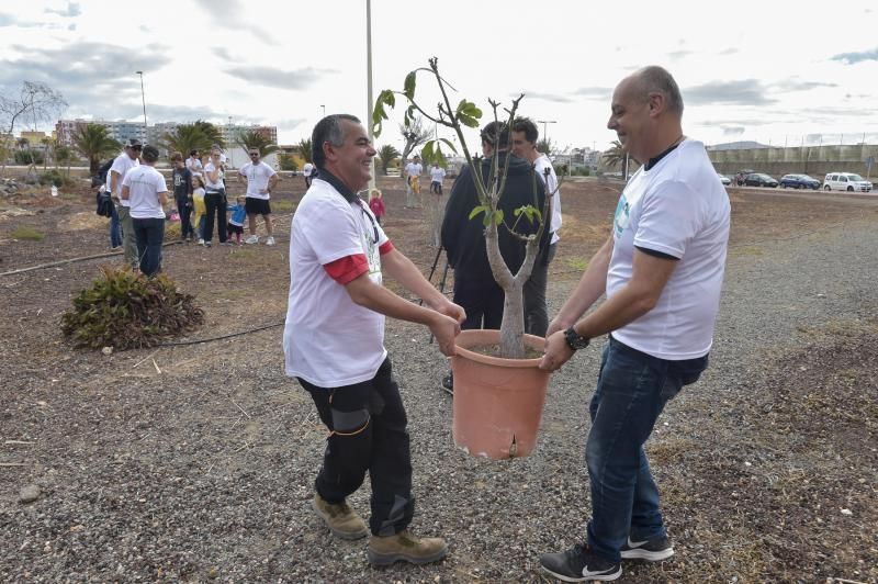 24-11-2019 TELDE. Plantación para nuevo jardín en un terreno junto a la rotonda de la playa de Melenara  | 24/11/2019 | Fotógrafo: Andrés Cruz