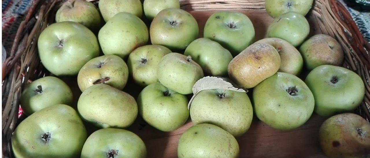 Cata de sidra en Valleseco