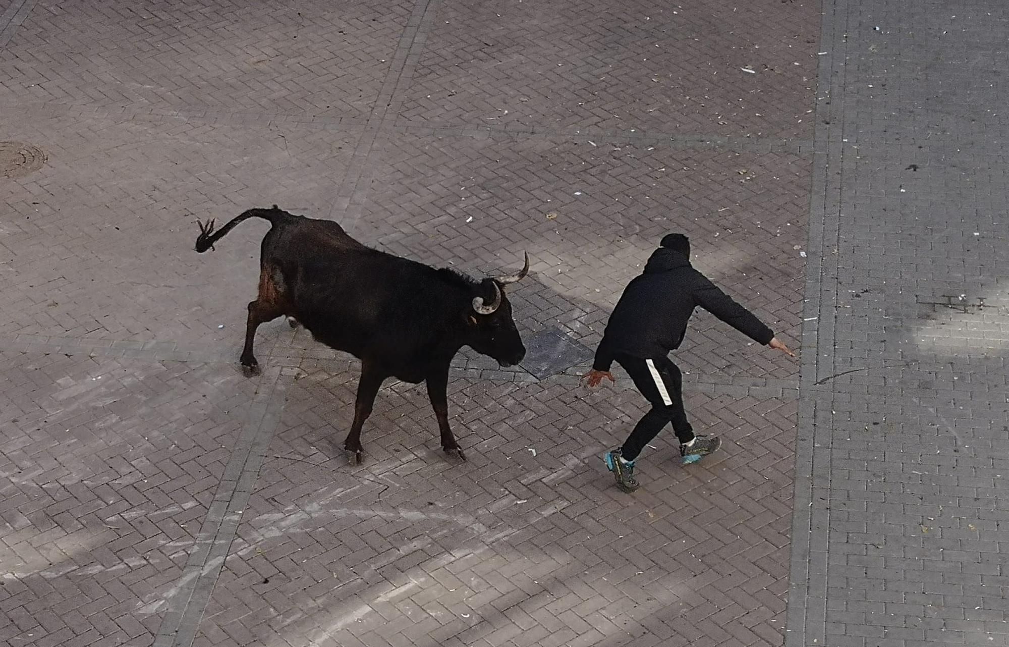 Fin de semana taurina en Navajas por San Antón