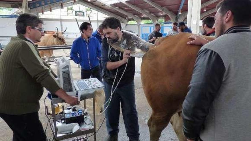 Carlos Suárez, veterinario de Embryofiv, aspira los ovocitos a una de las vacas .