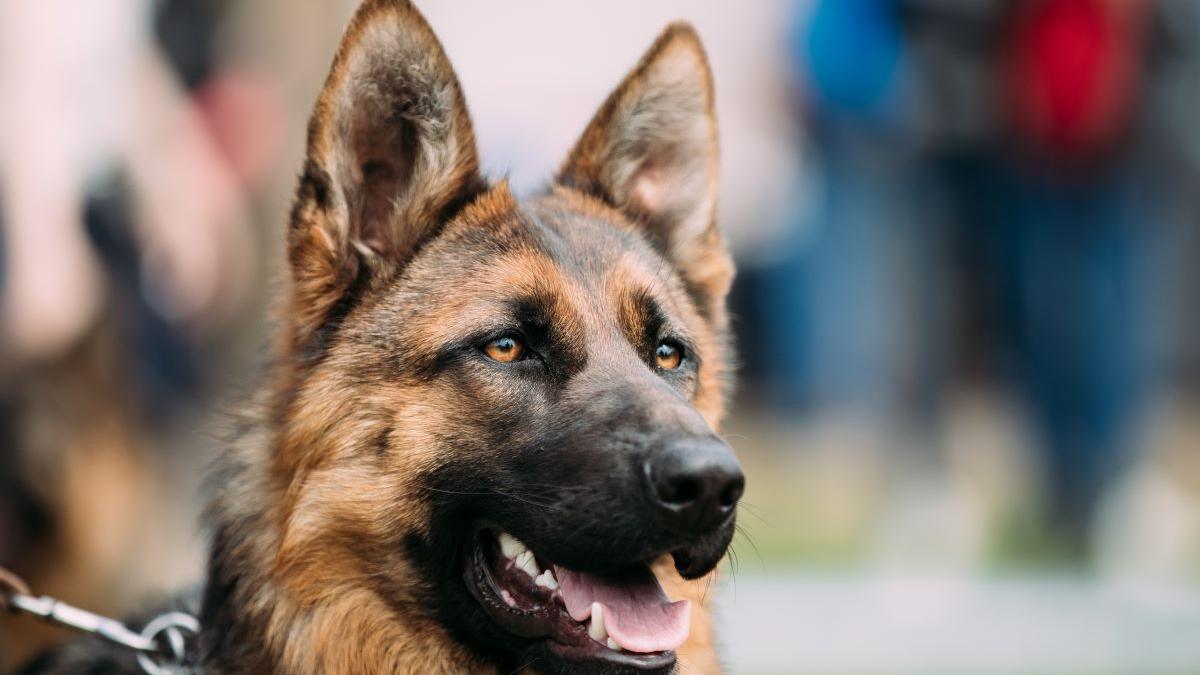Un perro de la raza pastor alemán.