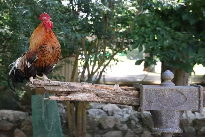 Así es el Zoo de Aves de Herrera de Pisuerga tras su reapertura después del incendio
