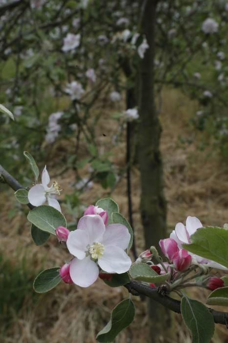 Manzanos en flor en Serín