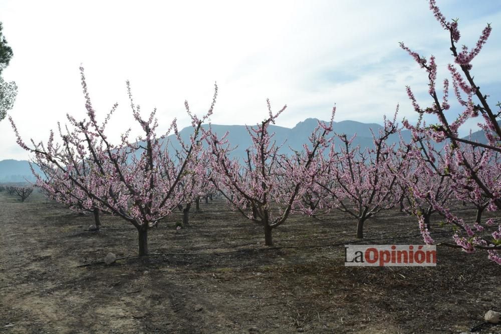 Comienza la Floración de Cieza