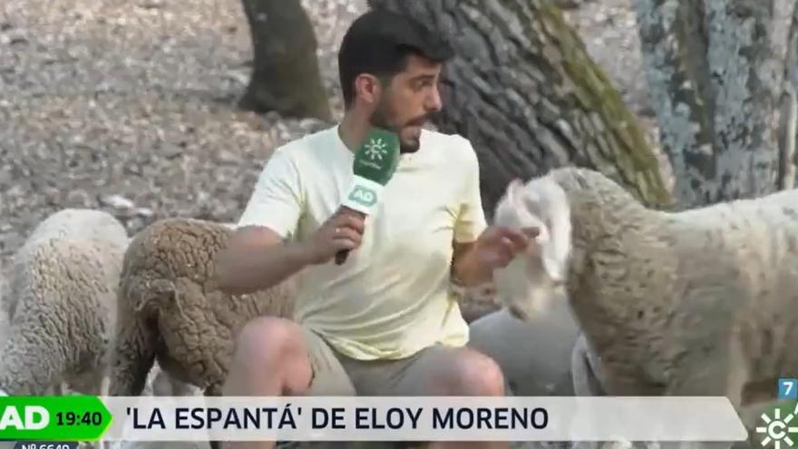 La divertida &#039;espantá&#039; de un reportero de Andalucía Directo al ser embestido por una oveja