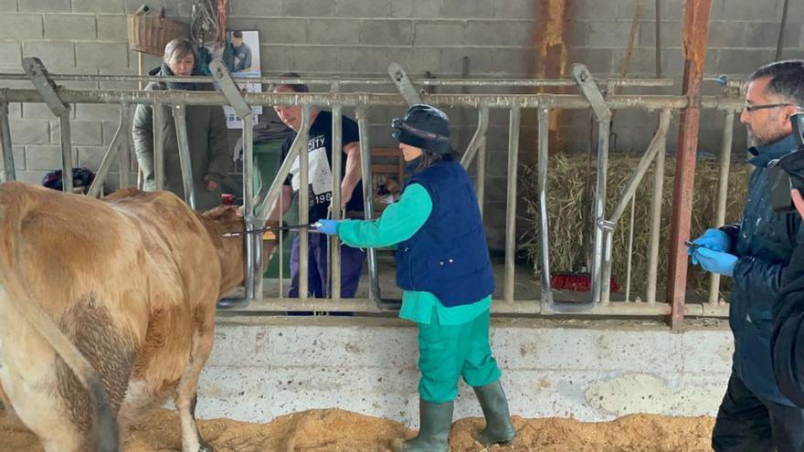 Rocío Huerta –al fondo, a la izquierda– contempla la vacunación en una ganadería de Siero a cargo de los veterinarios Beatriz González (en el centro) y Juan Luis Morán (a la derecha). | Principado