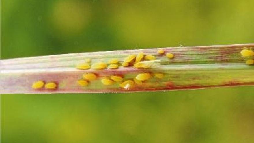 El pugó groc de la canya de sucre s&#039;alimenta de la saba que flueix del floema de les plantes.