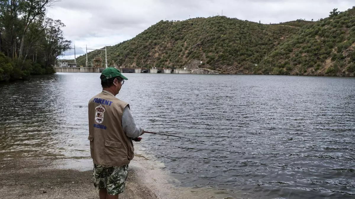 El peaje ambiental del puente de Cedillo: árboles, informes y el reloj de Europa