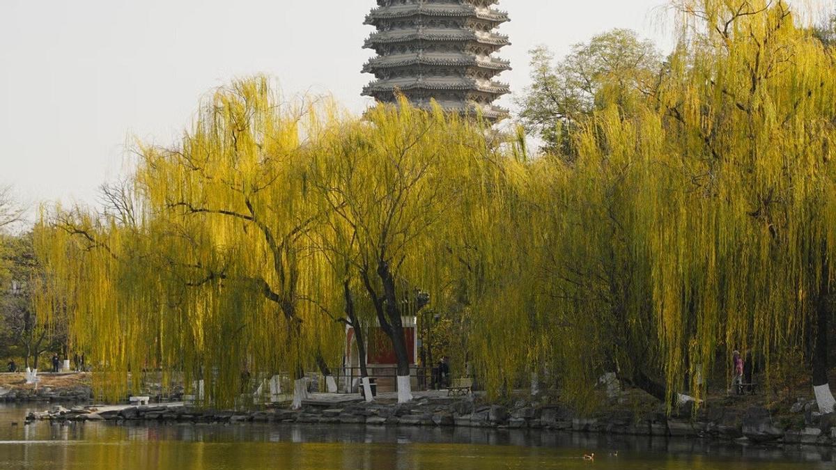 ÁRBOLES CONTAMINANTES | Descubren que algunas especies de árboles empeoran la calidad del aire en las ciudades