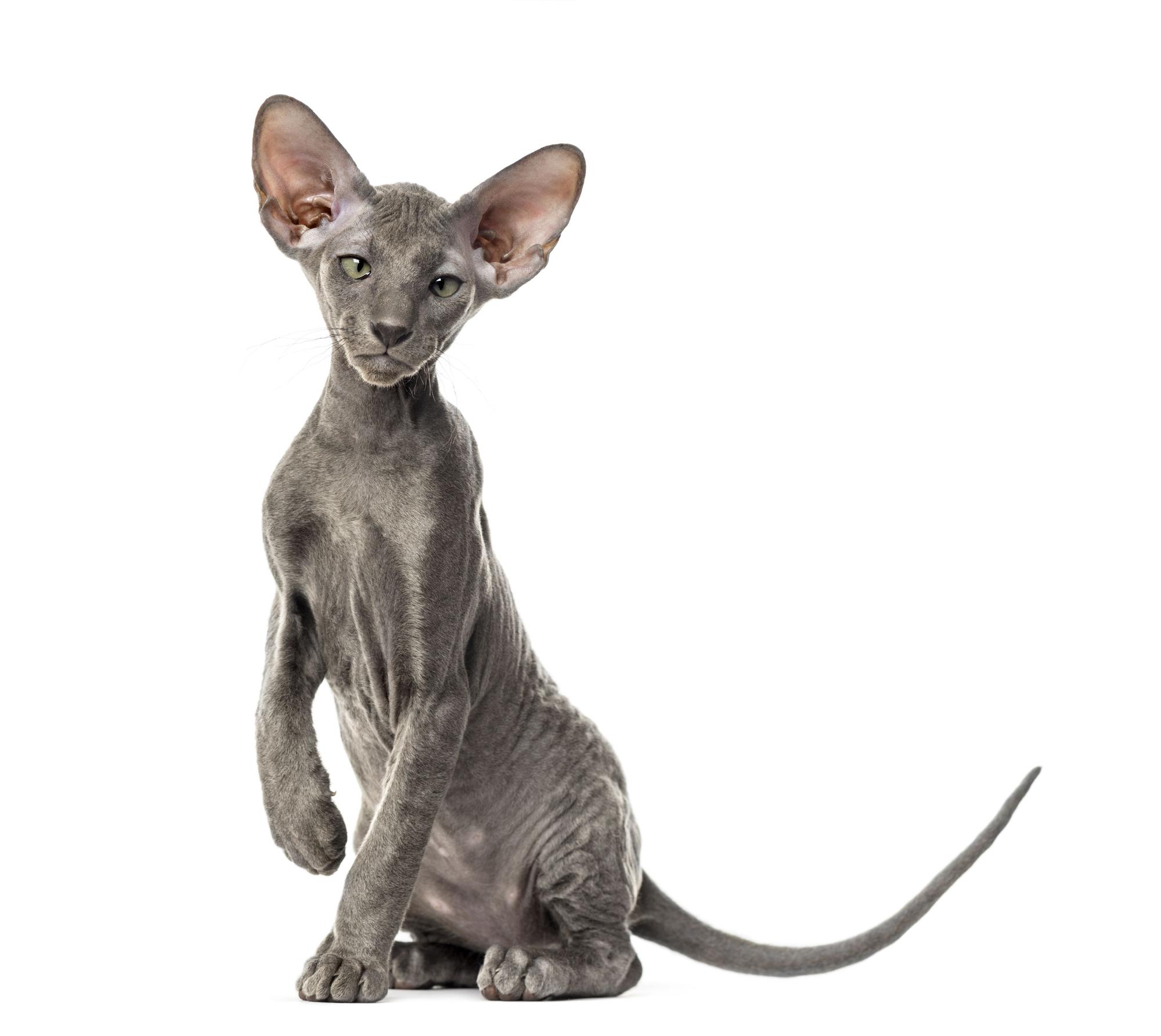 Gato Peterbald: Exclusividad y elegancia en una de las razas de gatos más caras de España