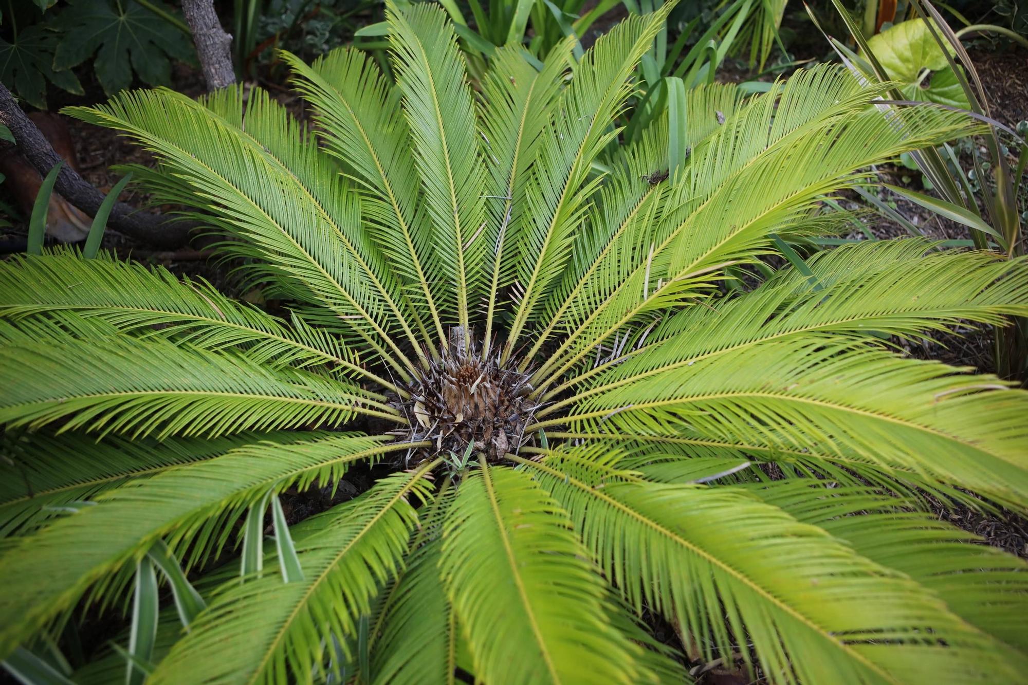 Ein Garten auf Mallorca ganz in Öko