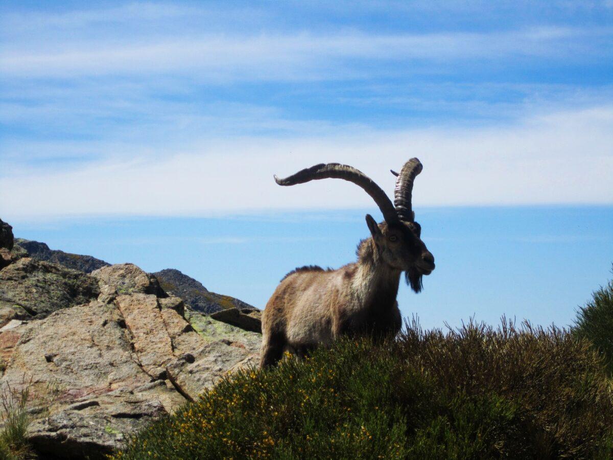 El Congreso aprueba el Parque Nacional de la Sierra de las Nieves