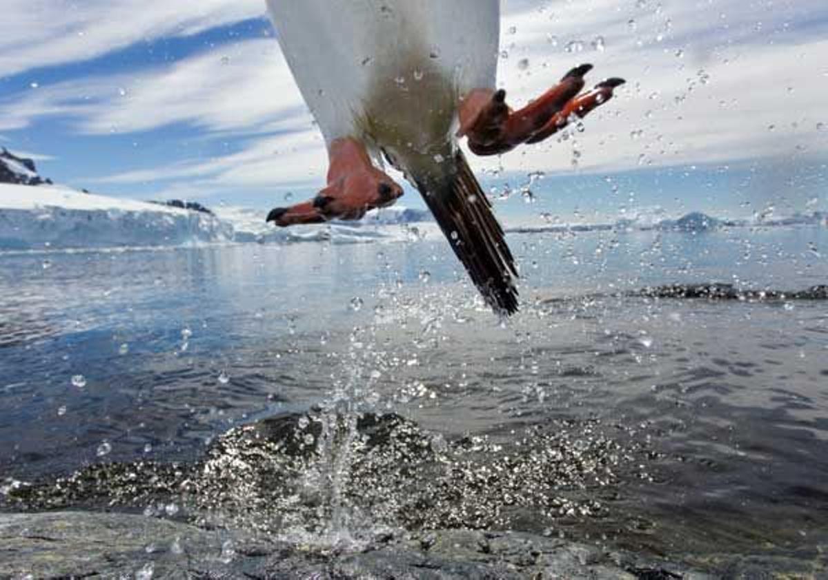 Pingüino saltando en el Isla Cuverville, en la Antártida.