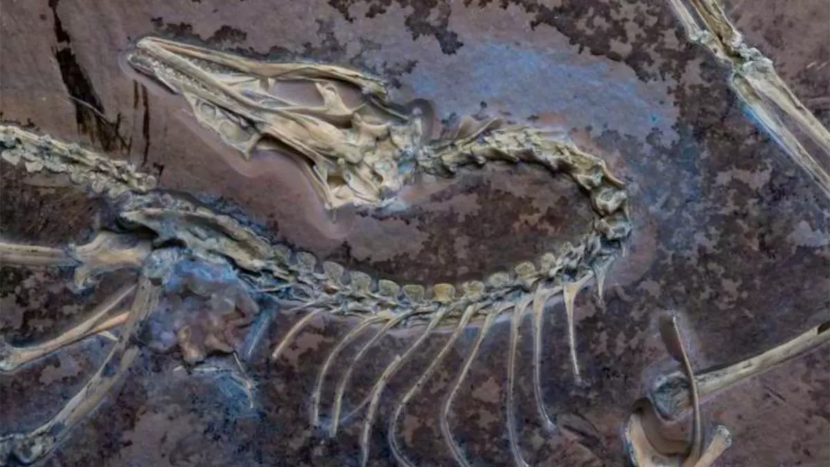 Confirman que la primera ave voladora fue un dinosaurio que vivió hace 150 millones de años