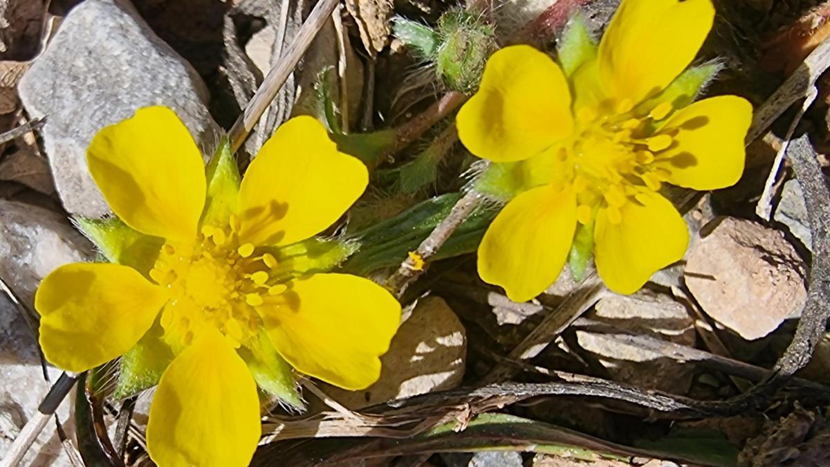 Floretes de bosc.