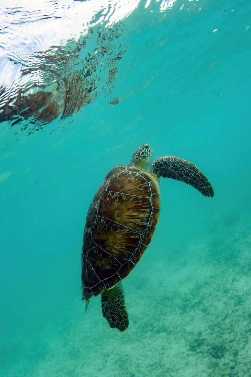 Tortuga bajo las aguas de Akumal